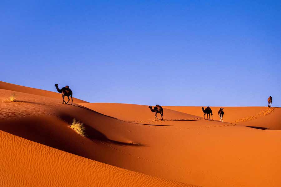 Head to The Sahara Sand Dunes